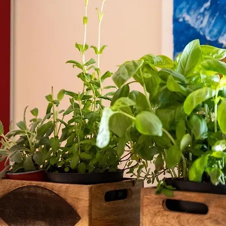 Hidalgo De Menezes *