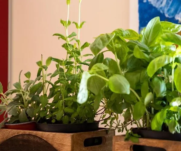 Hidalgo De Menezes *